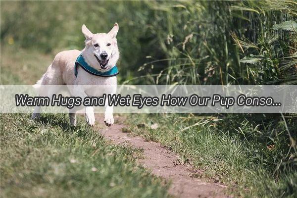 Warm Hugs and Wet Eyes How Our Pup Consoled Us Through Sadness